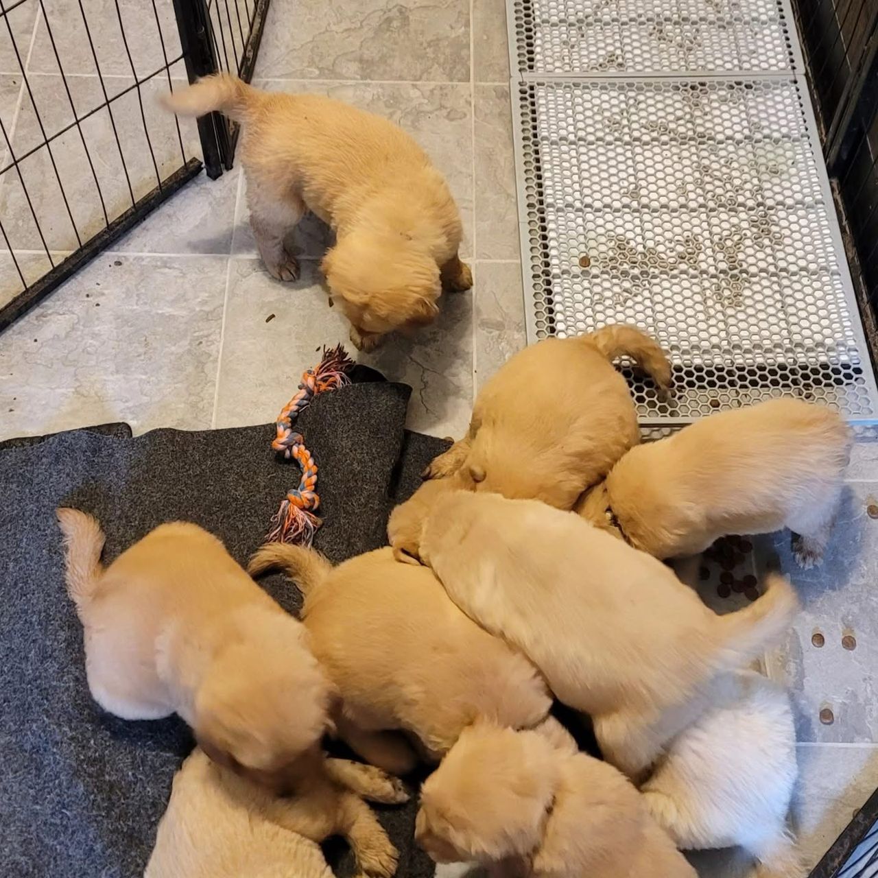 Litters