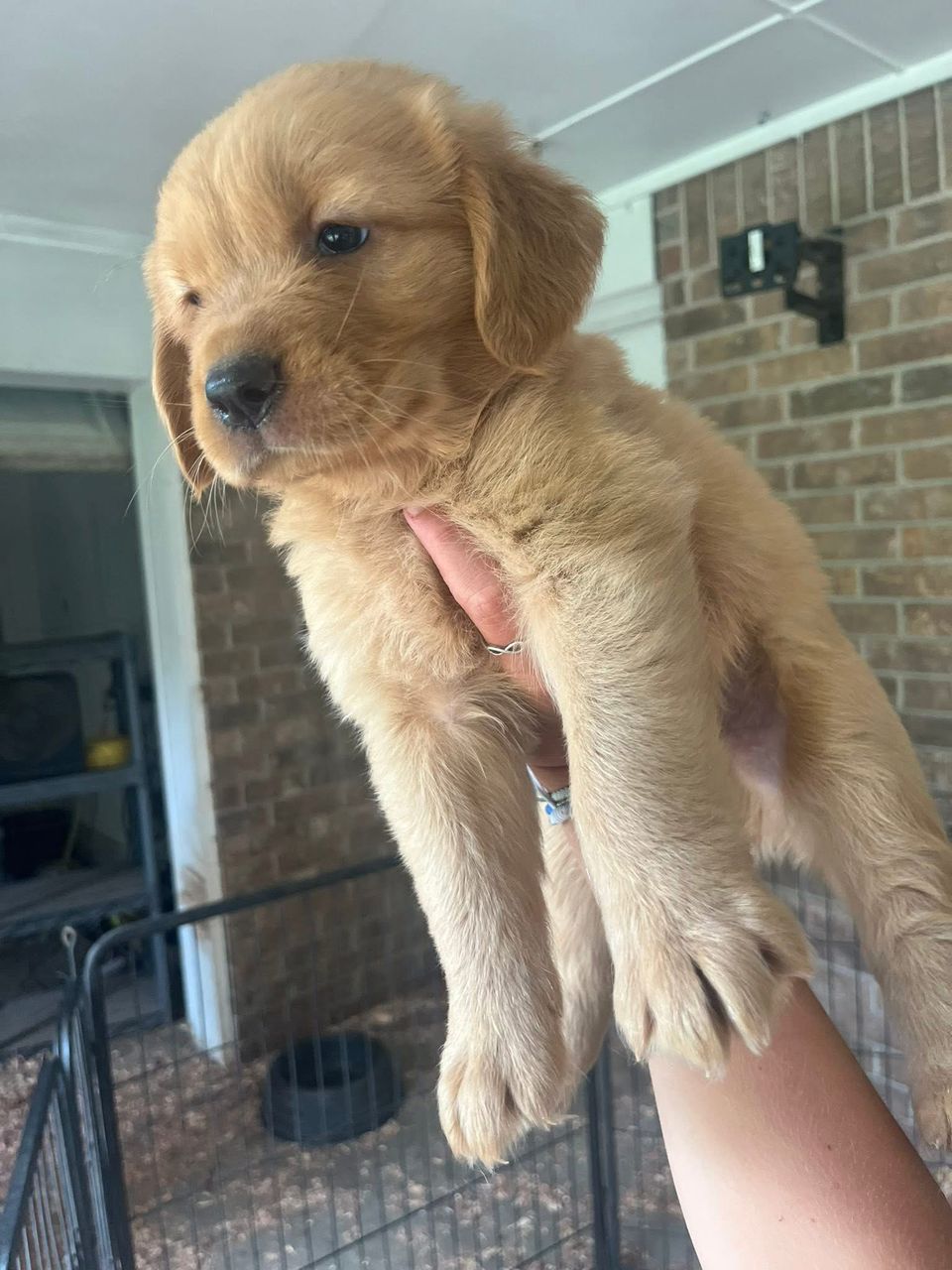 Buddy