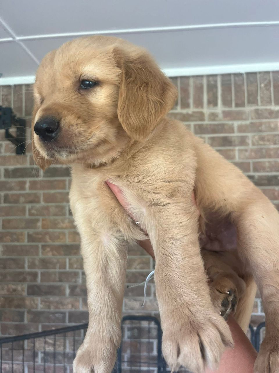 Daisy