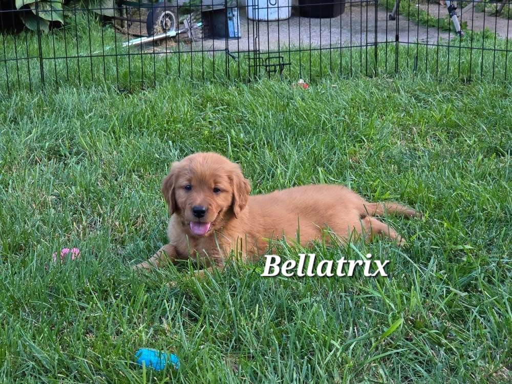 Bellatrix