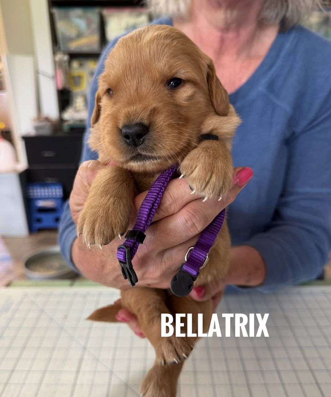 Bellatrix