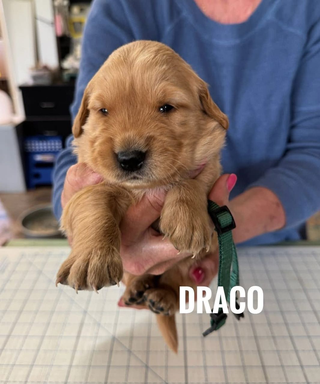 Draco