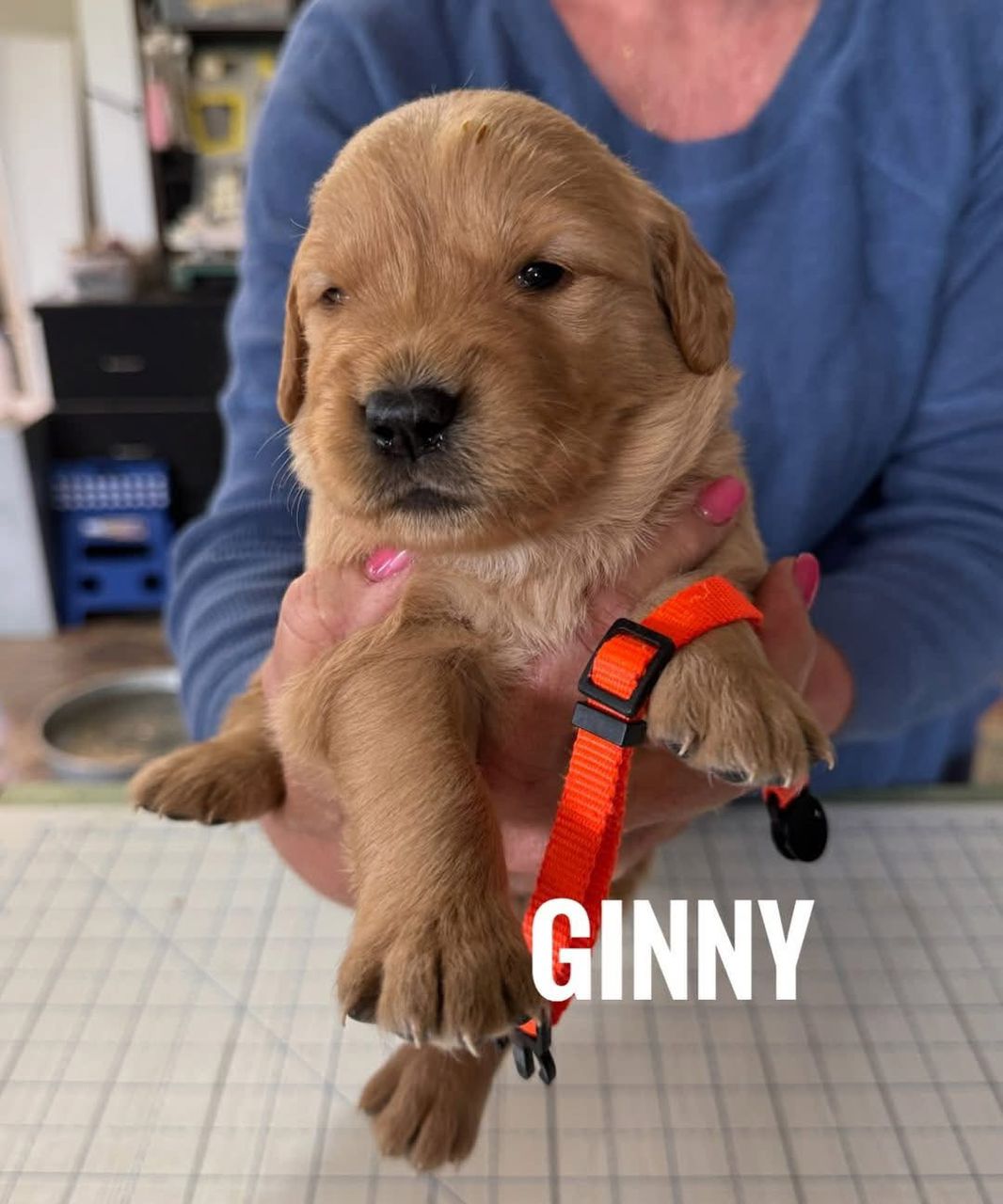 Ginny