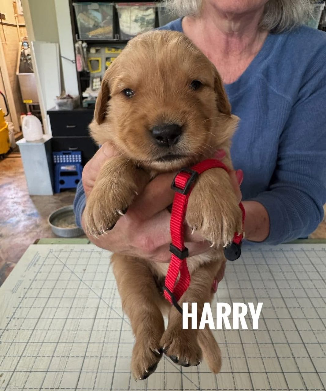 Harry