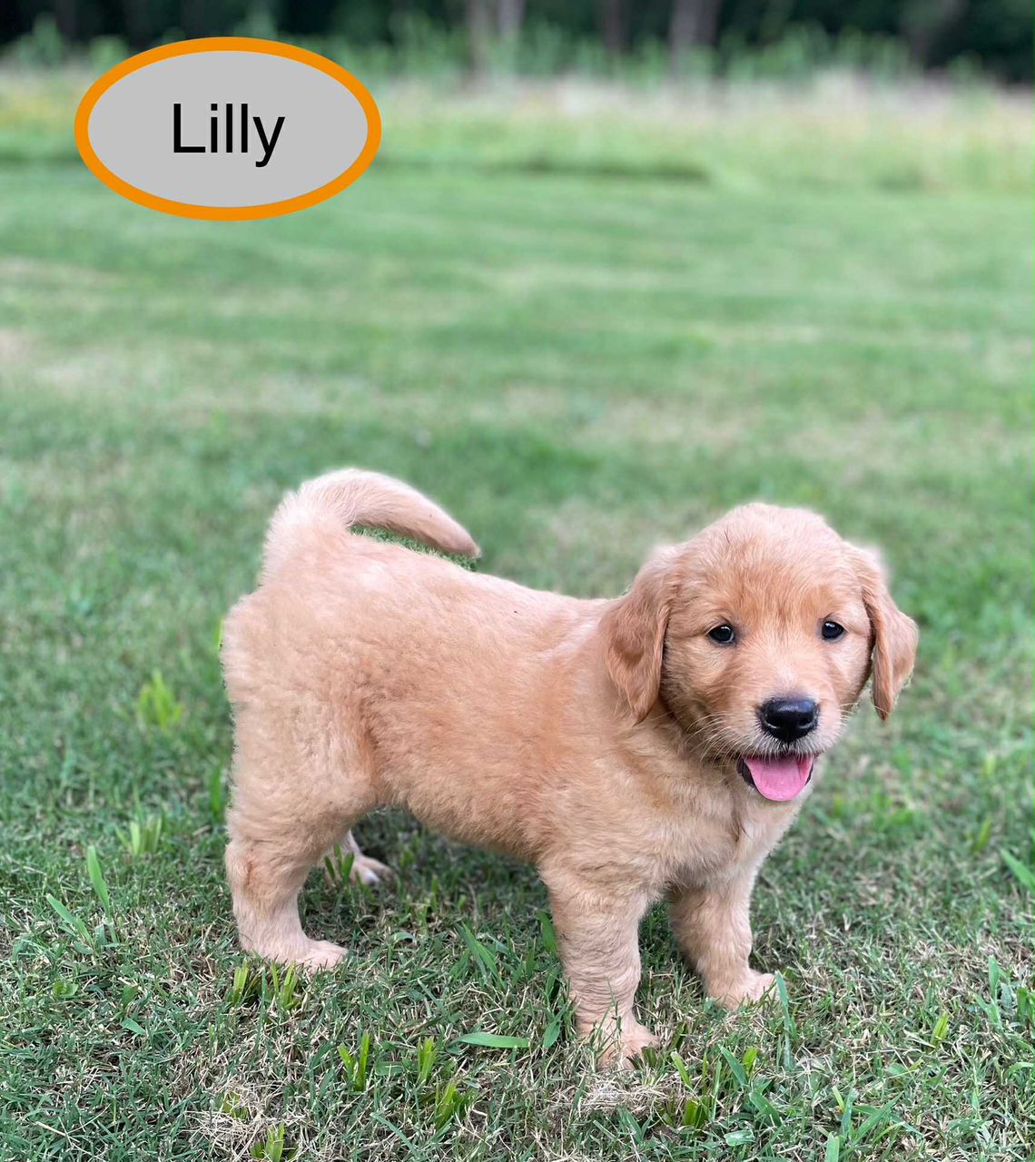 Lily