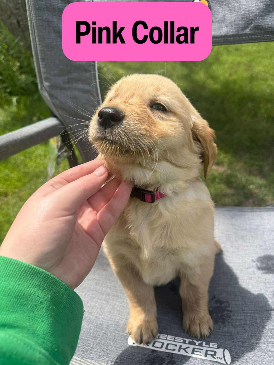 Pink Collar