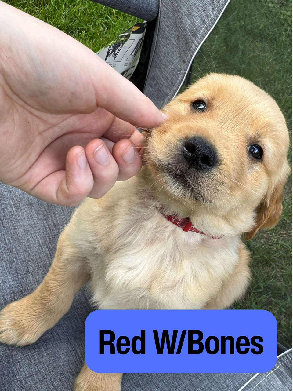 Red W/Bones